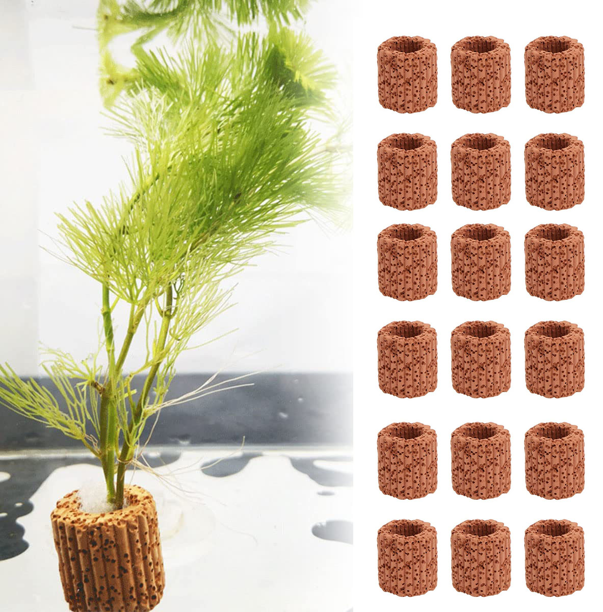 Aquarium Fish For Sale Online - Anneau de Base pour Plantes Aquatiques