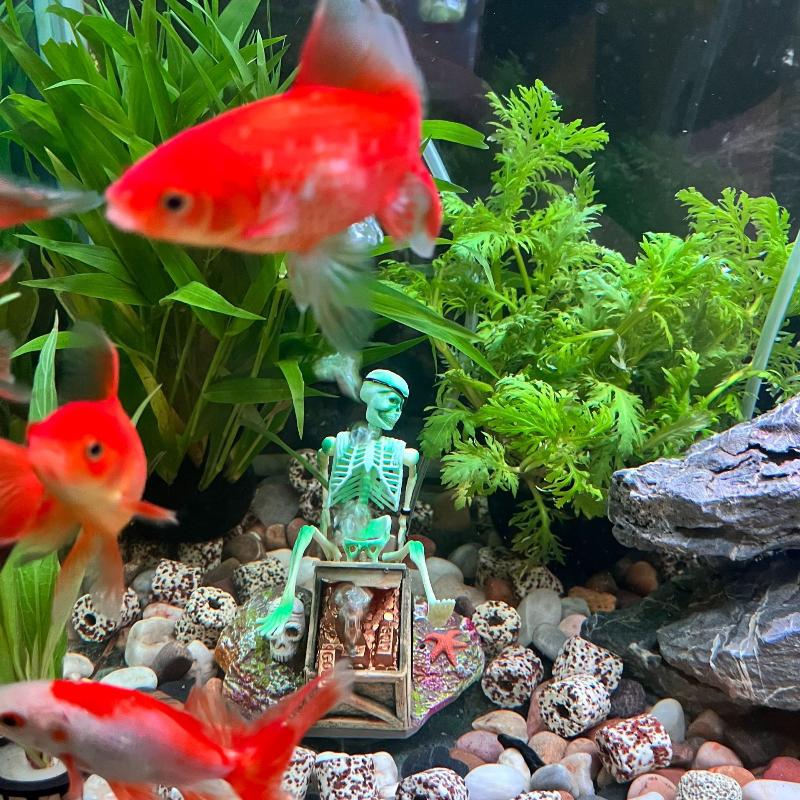 Pompe à Air à bulles pour Aqua - Aquarium Fish For Sale Online avis et prix