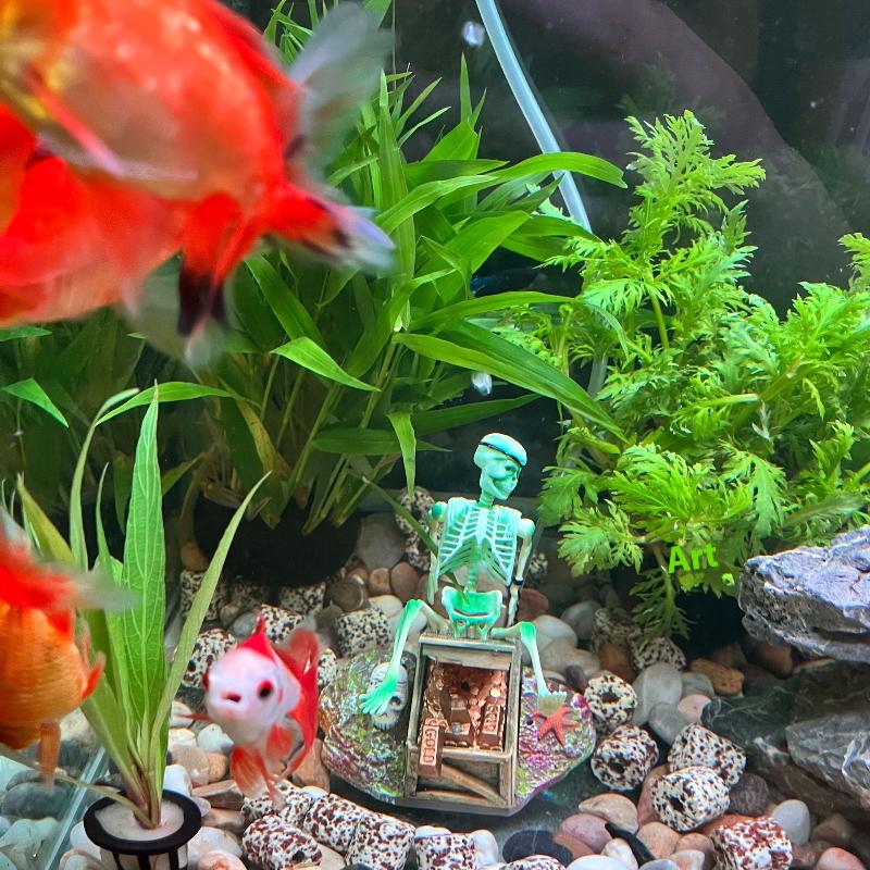 Pompe à Air à bulles pour Aqua - Aquarium Fish For Sale Online avis et prix
