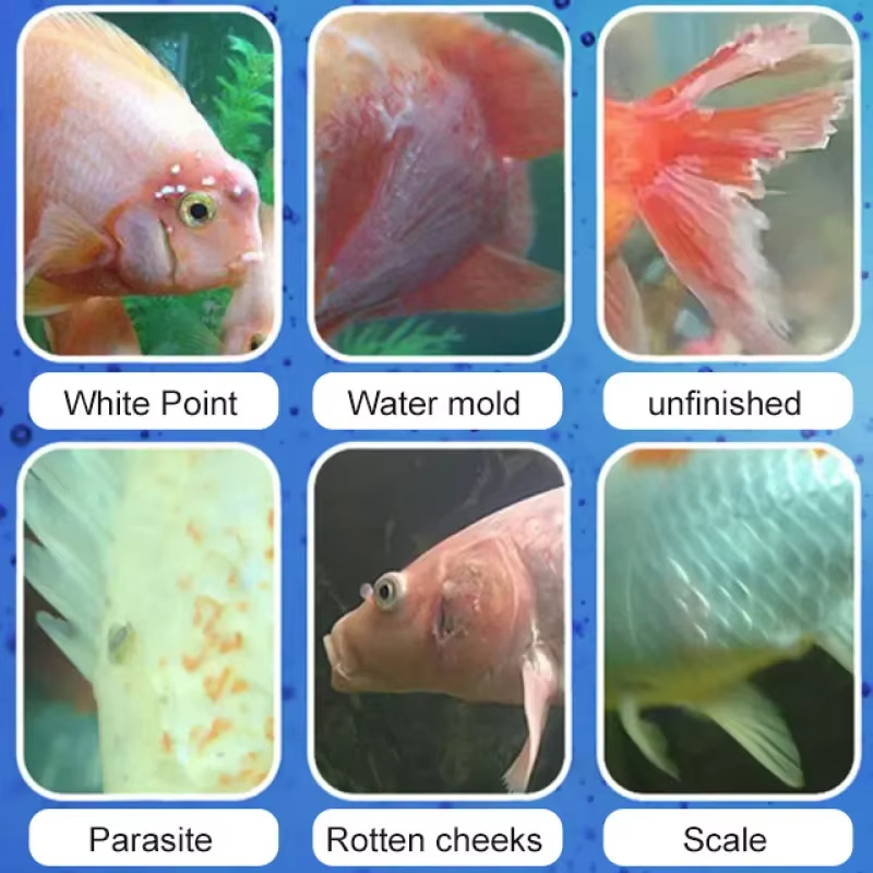 SIKEZHAN Traitement des maladi - Aquarium Fish Freshwater avis et prix