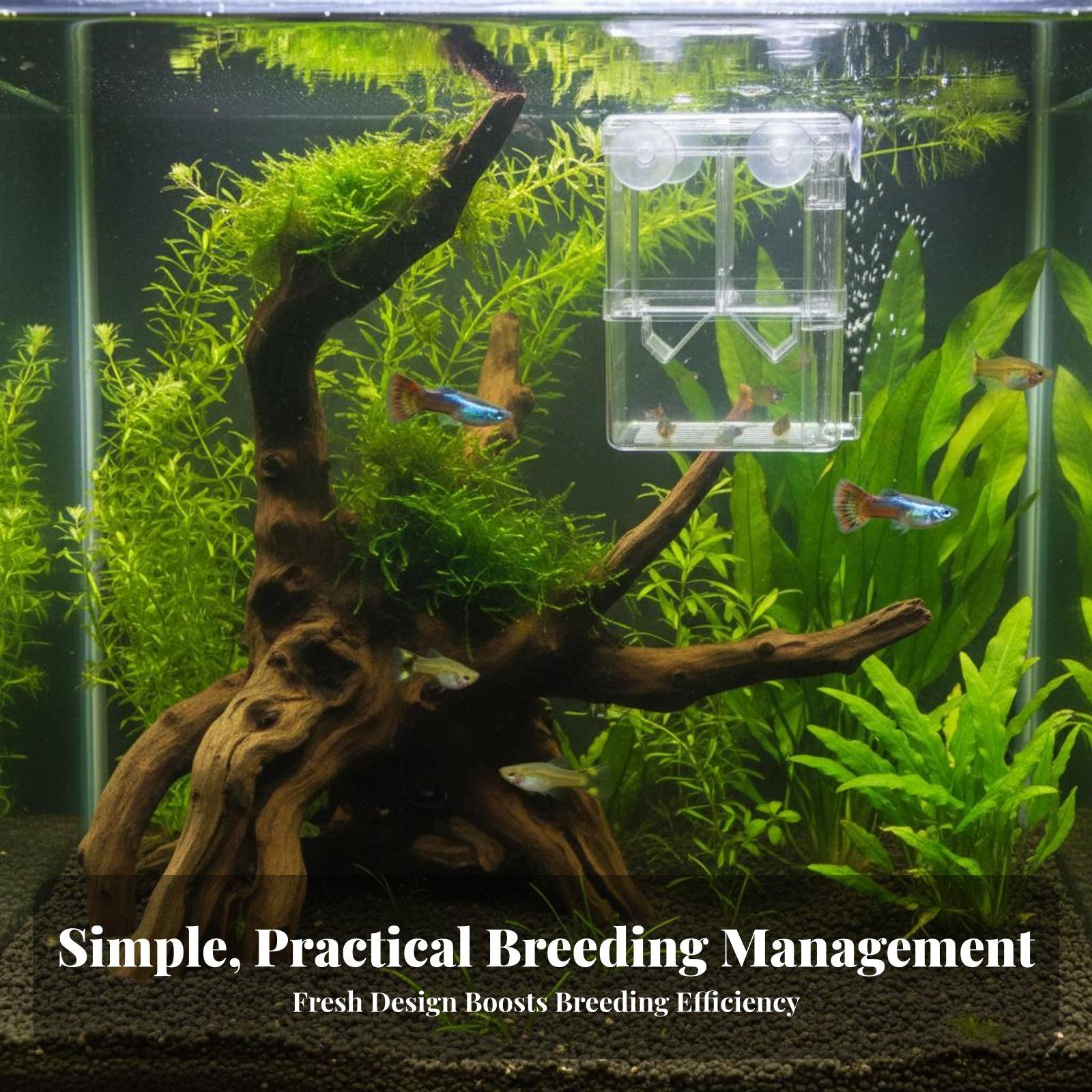 Bac d'élevage double couche po - Aquarium Fish Breeding avis et prix