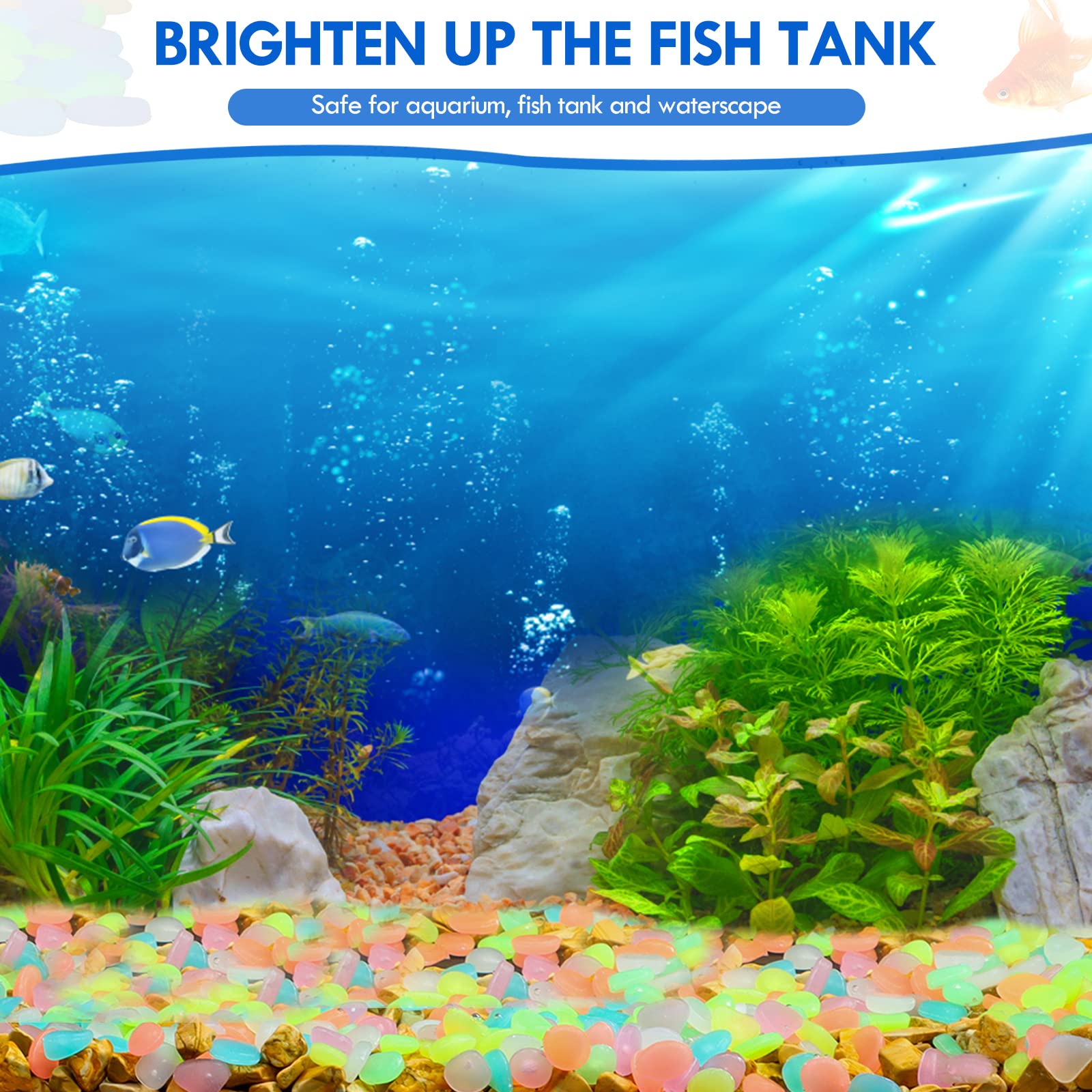 100 pièces brillent dans le no - Aquarium Fish Breeding avis et prix