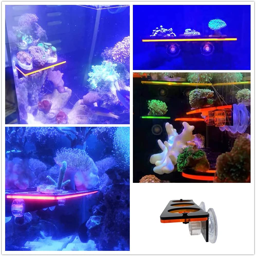 Support de prise Frag en corai - Aquarium Fish For Sale Online avis et prix